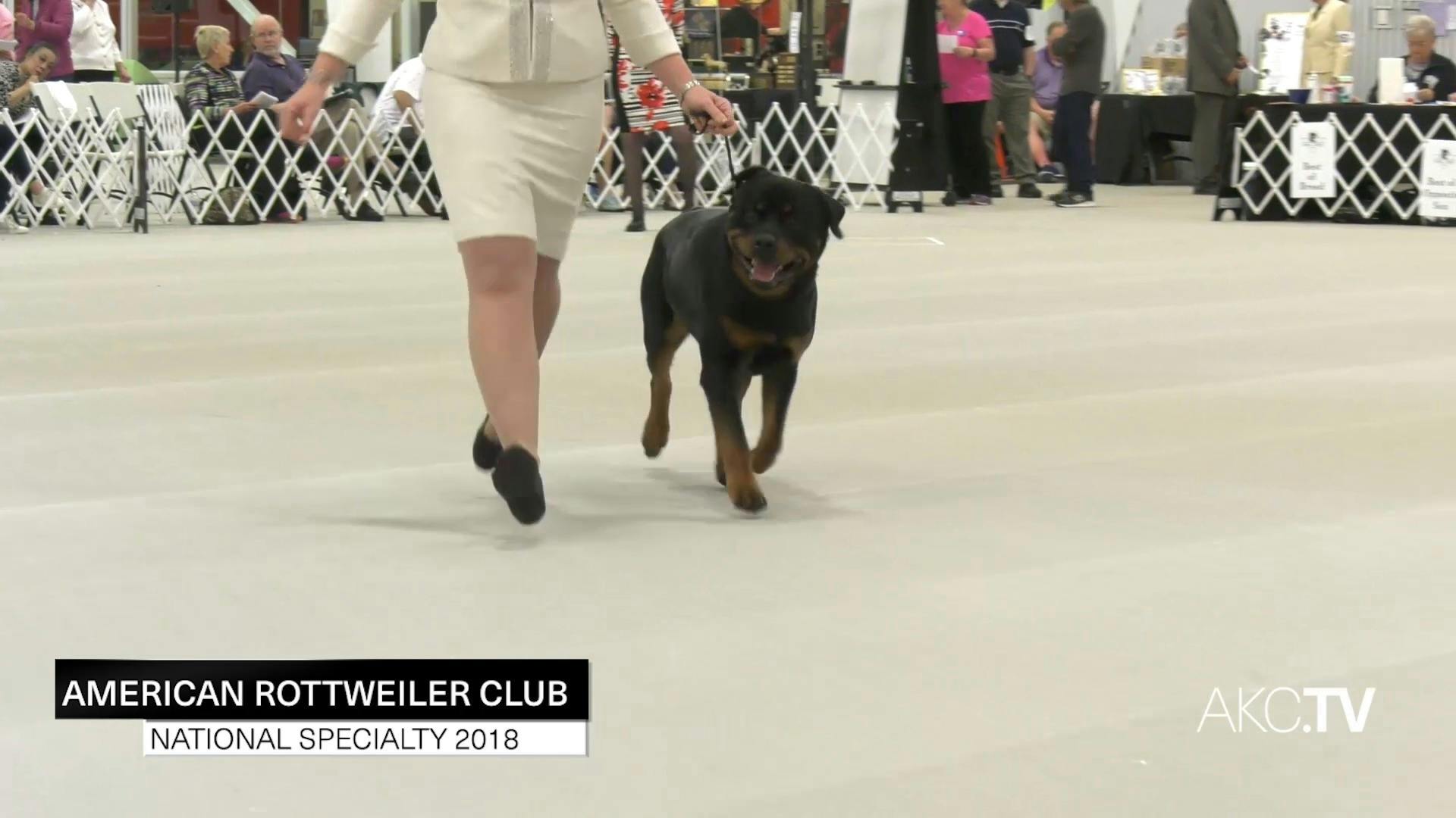 Rottweiler discount nationals 2019