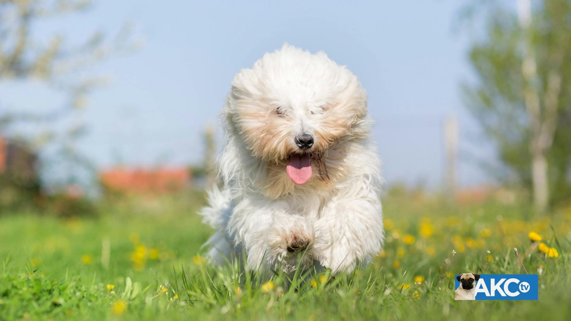 Coton De Tulear AKC.tv