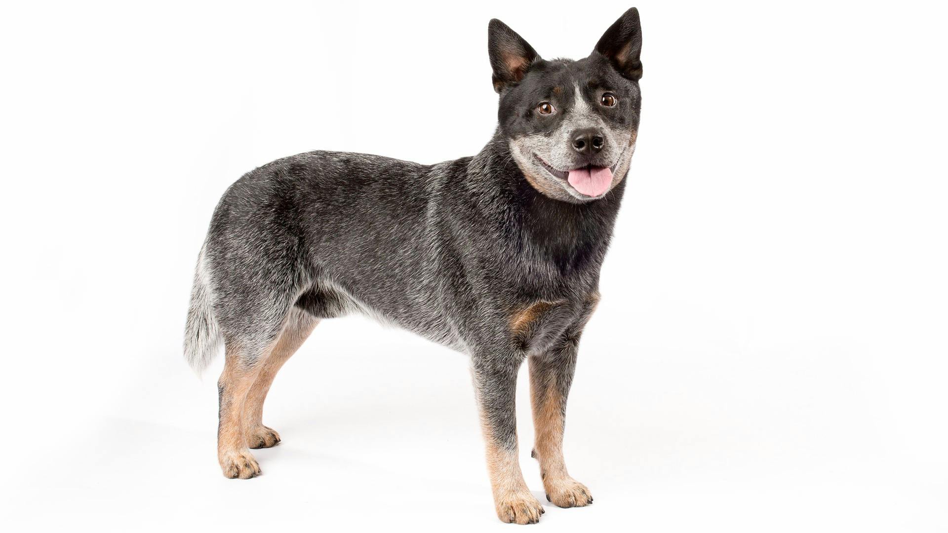 AKC.TV | Australian Cattle Dog