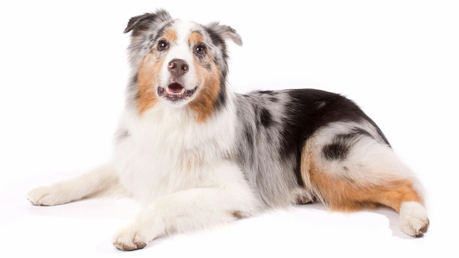 AKC.TV | Australian Shepherd