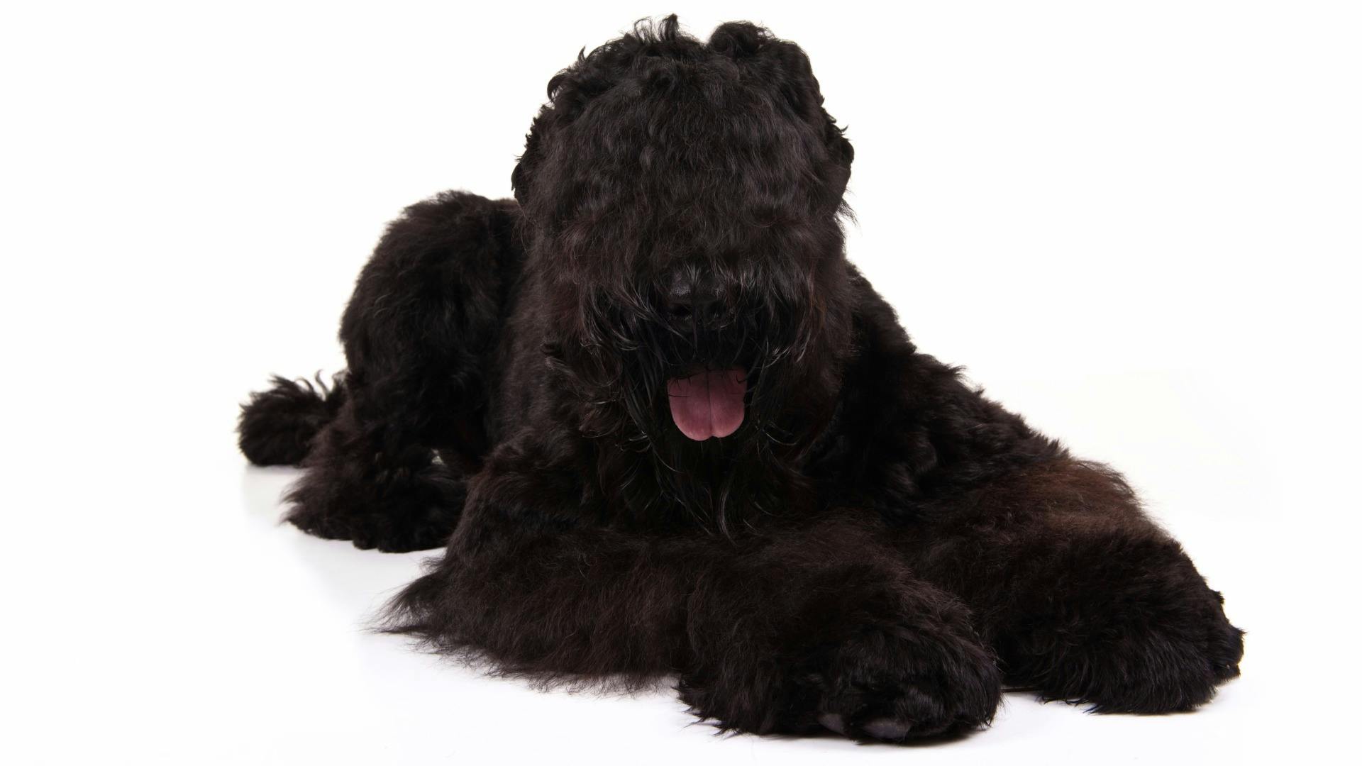 AKC.TV | Black Russian Terrier