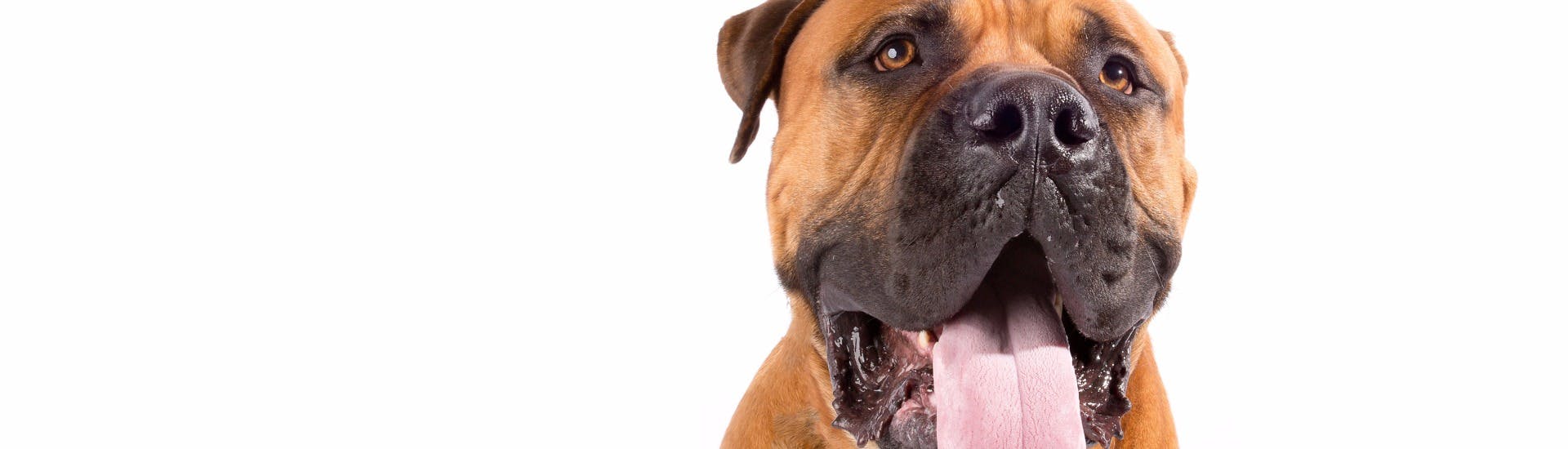 akc boerboel breeders