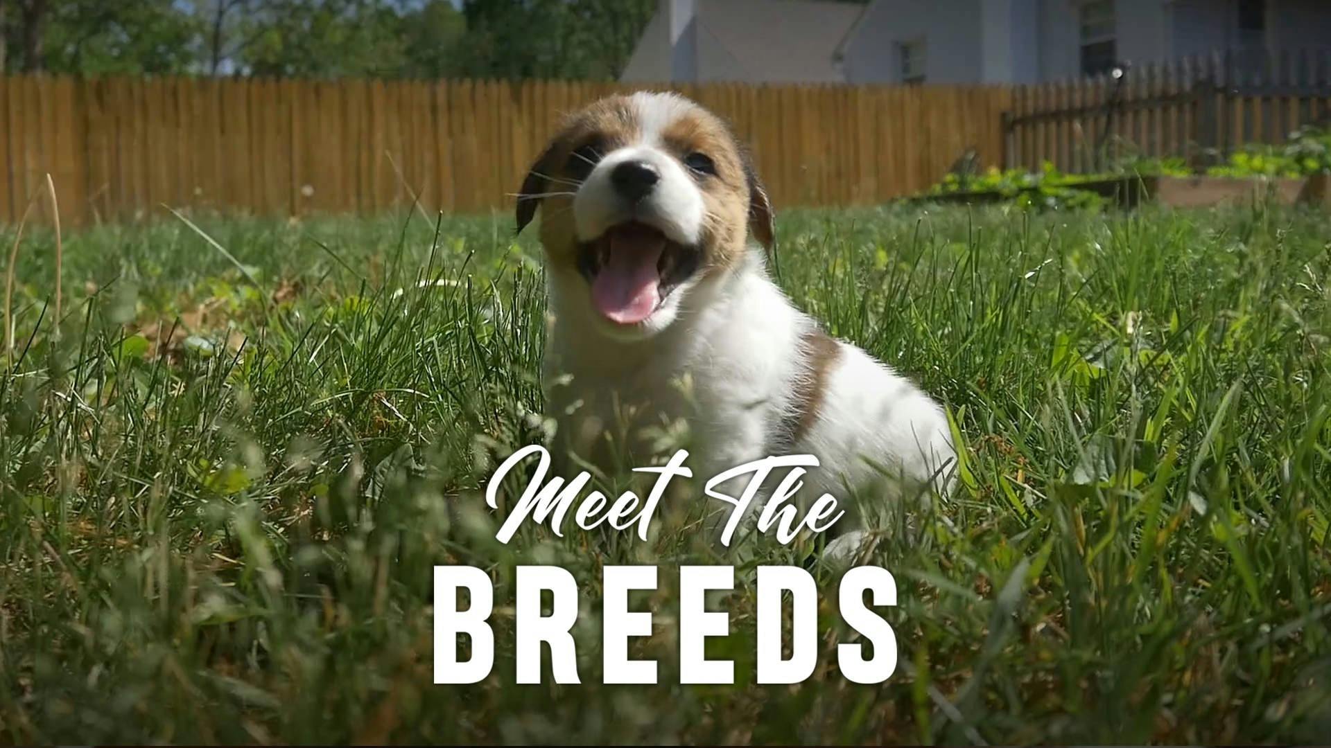 Meet The Breeds AKC Tv   945 Poster Meetthebreedsposter498737