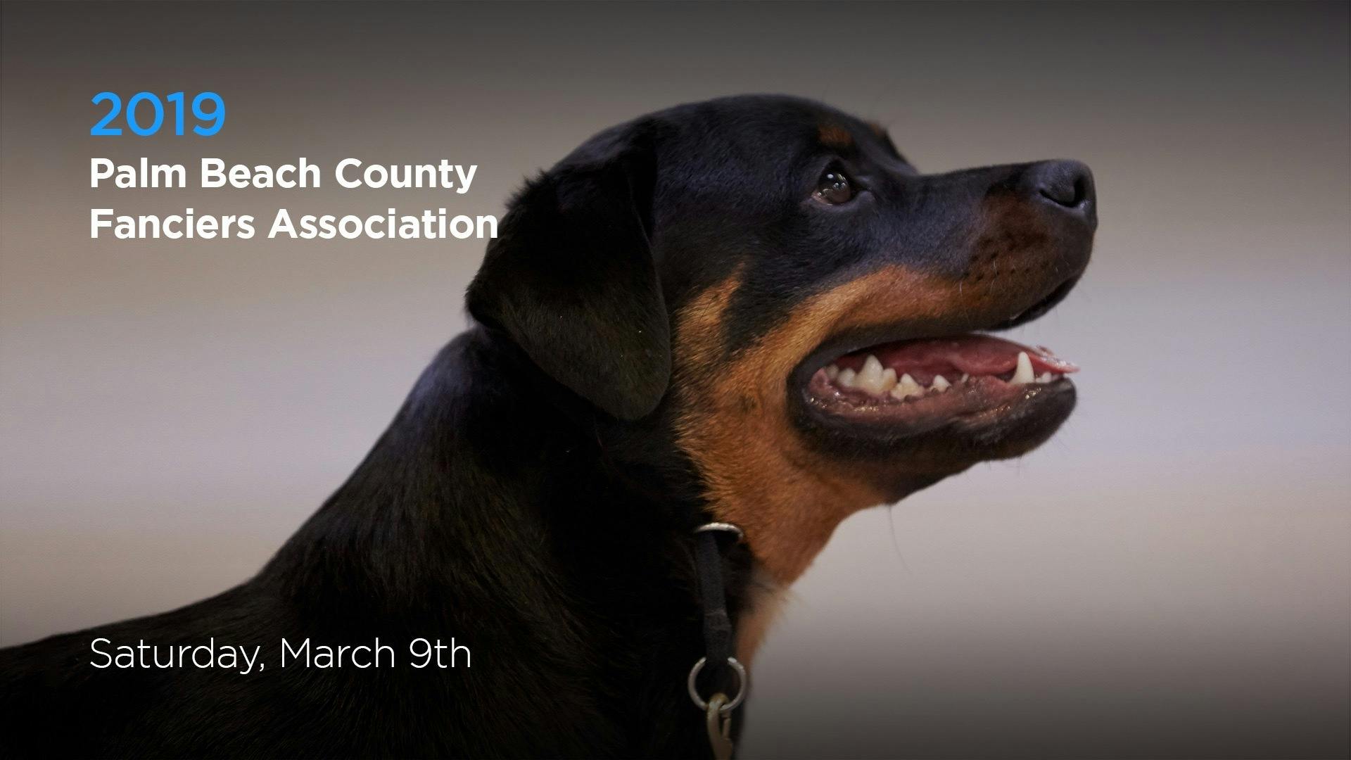 2019-palm-beach-county-fanciers-association-akc-tv