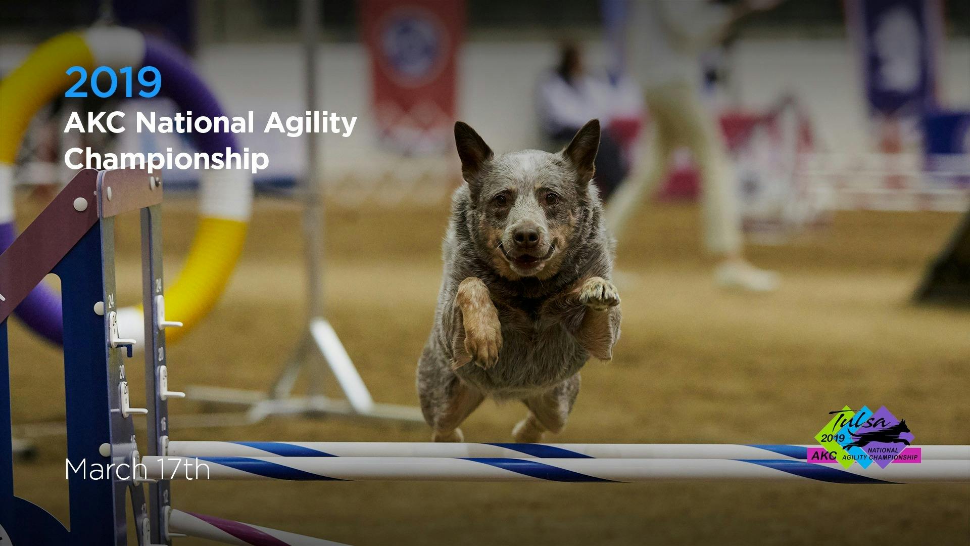 2019 AKC National Agility Championship AKC.tv