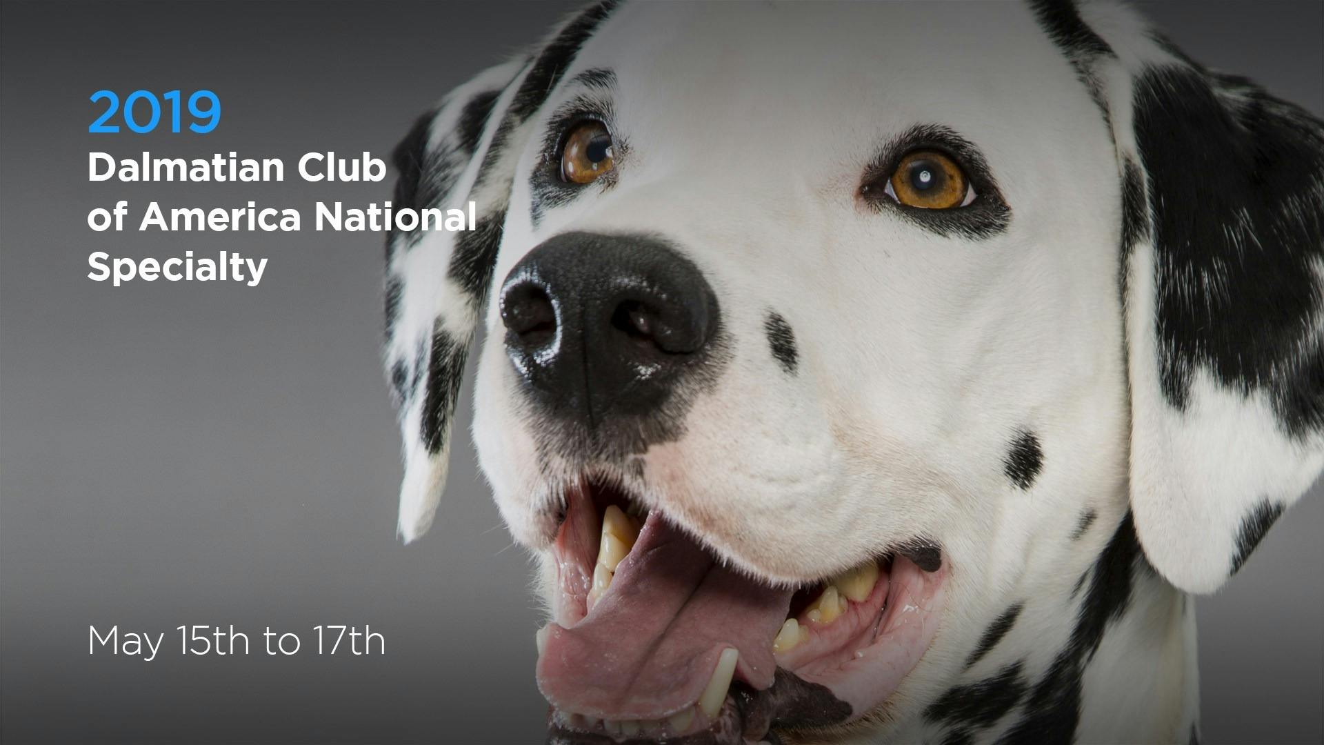 2019 Dalmatian Club of America National Specialty AKC.tv