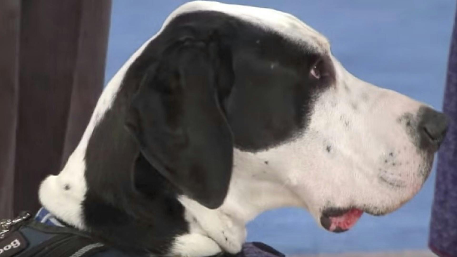 2015 AKC Humane Fund ACE Awards AKC.tv